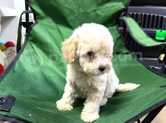 Show Maltipoo görsel